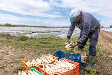 Beyaz kuşkonmaz hasat sırasında gruptaki işçiler