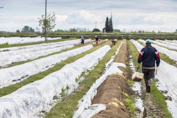 Pracowników w farmie podczas zbiorów białych szparagów — Zdjęcie stockowe