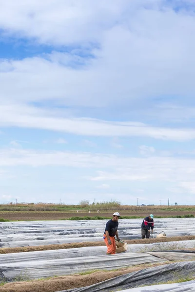 Pracowników w farmie podczas zbiorów białych szparagów — Zdjęcie stockowe