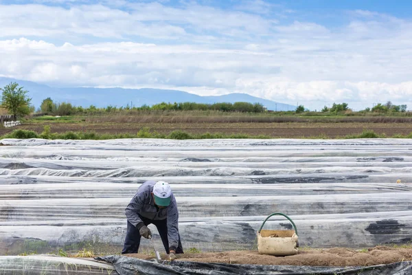 Arbeiter auf dem Hof bei der Ernte des weißen Spargels — Stockfoto