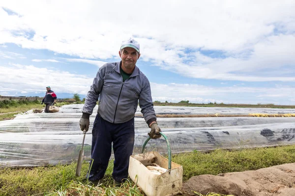 Trabajadores en la granja durante la cosecha de espárragos blancos —  Fotos de Stock