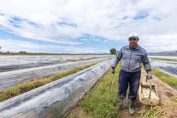 Workers in the farm during harvesting white asparagus — Stock Photo, Image