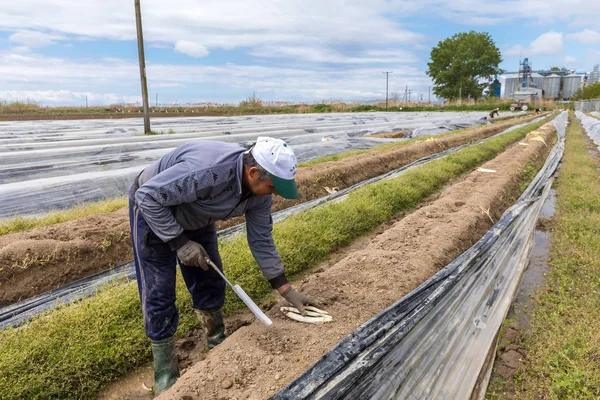 Arbeiter auf dem Hof bei der Ernte des weißen Spargels — Stockfoto
