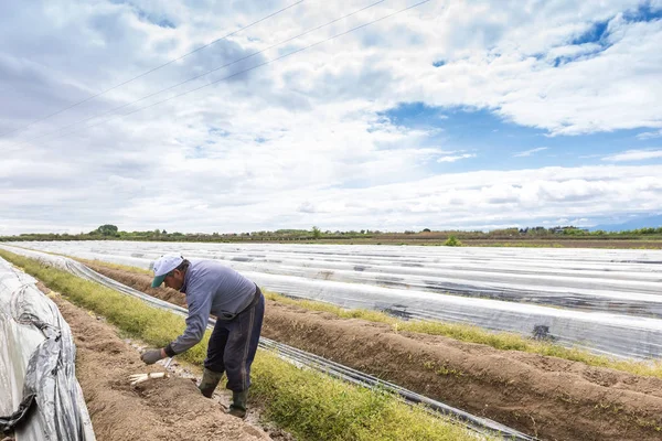 Travailleurs à la ferme pendant la récolte des asperges blanches — Photo