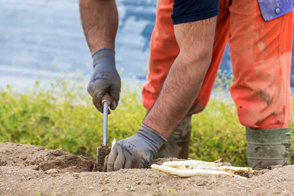 Werknemers in de farm tijdens de oogst van witte asperge — Stockfoto