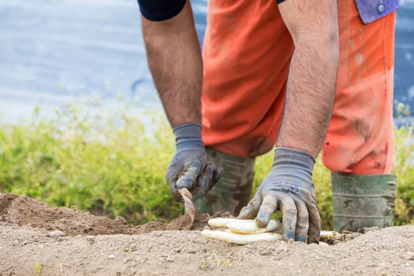 Lavoratori dell'azienda agricola durante la raccolta degli asparagi bianchi — Foto Stock