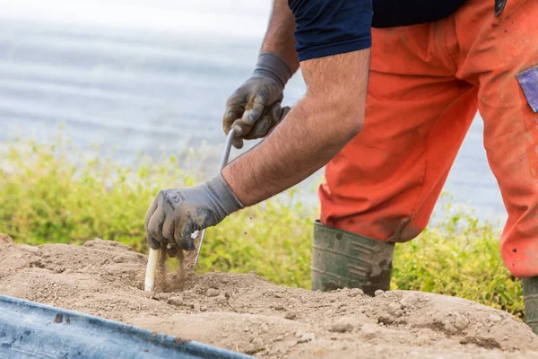 Lavoratori dell'azienda agricola durante la raccolta degli asparagi bianchi — Foto Stock