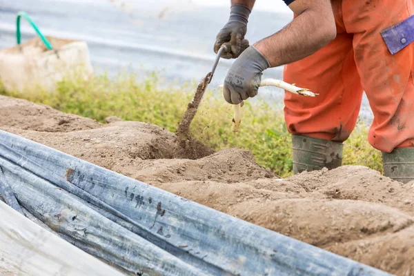 Lavoratori dell'azienda agricola durante la raccolta degli asparagi bianchi — Foto Stock