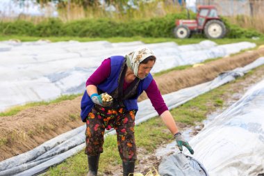 Beyaz kuşkonmaz hasat sırasında gruptaki işçiler