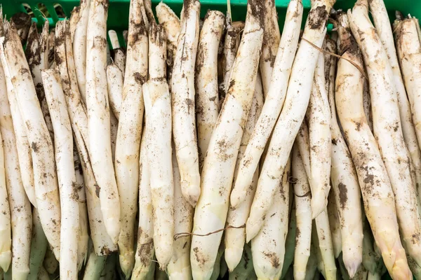 Harvest white asparagus from the field — Stock Photo, Image