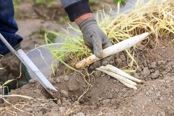 Récolte des asperges blanches du champ — Photo
