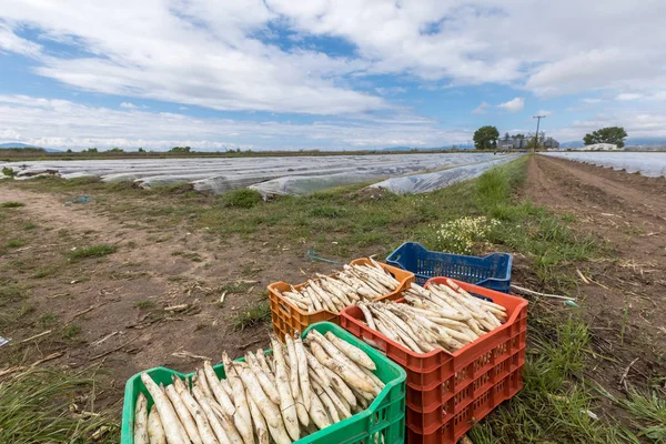 Colheita de espargos brancos do campo — Fotografia de Stock