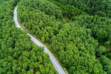 Bir orman yoluyla geçen il yolu havadan görünümü