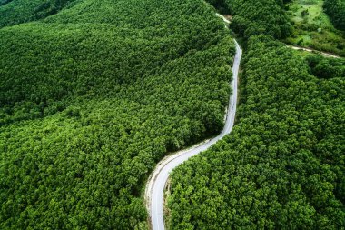 Bir orman yoluyla geçen il yolu havadan görünümü