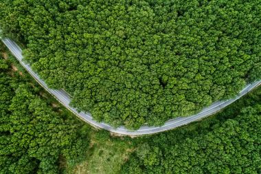 Bir orman yoluyla geçen il yolu havadan görünümü