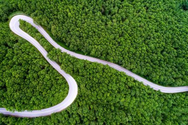 Bir orman yoluyla geçen il yolu havadan görünümü