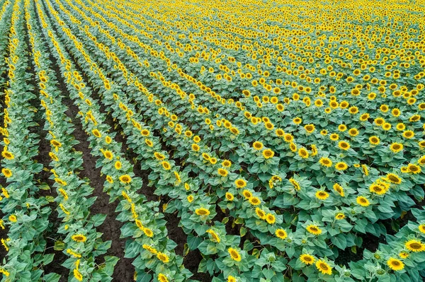 Wunderschönes Sonnenblumenfeld im Sommer (Sonnenblumen) — Stockfoto