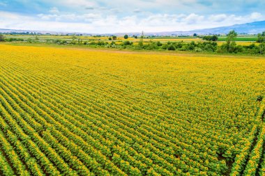 Ayçiçeği alanında güzel yaz (ayçiçeği)