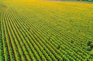 Ayçiçeği alanında güzel yaz (ayçiçeği)