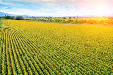 Ayçiçeği alanında güzel yaz (ayçiçeği)