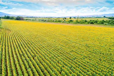 Ayçiçeği alanında güzel yaz (ayçiçeği)