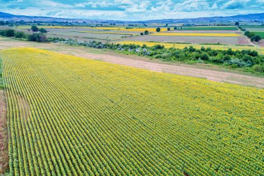 Ayçiçeği alanında güzel yaz (ayçiçeği)