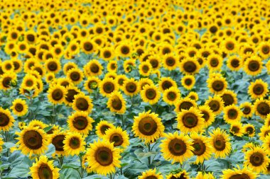 Ayçiçeği alanında güzel yaz (ayçiçeği)