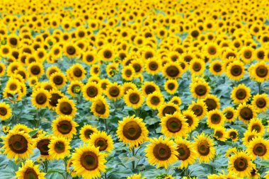 Ayçiçeği alanında güzel yaz (ayçiçeği)