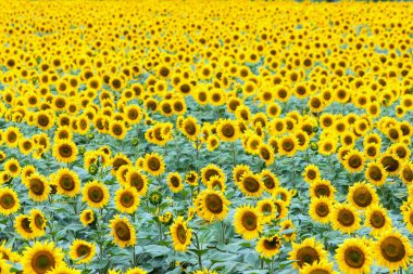 Ayçiçeği alanında güzel yaz (ayçiçeği)