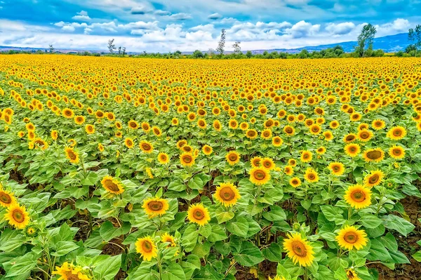 Wunderschönes Sonnenblumenfeld im Sommer (Sonnenblumen) — Stockfoto