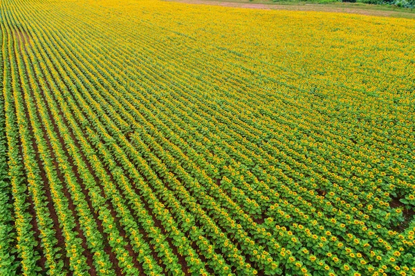 Mooie zonnebloem veld in de zomer (zonnebloemen) — Stockfoto