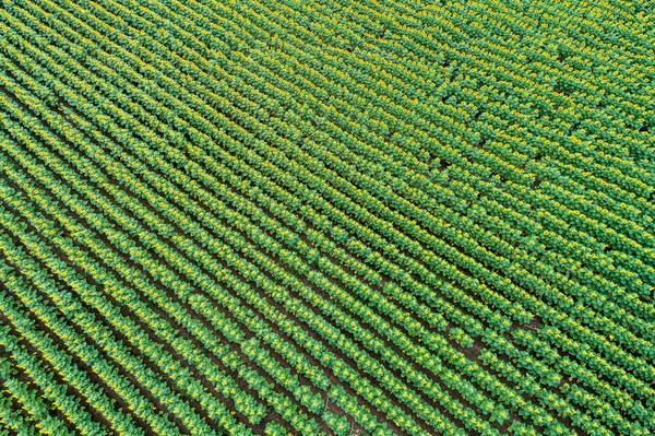 Ayçiçeği alanında güzel yaz (ayçiçeği)