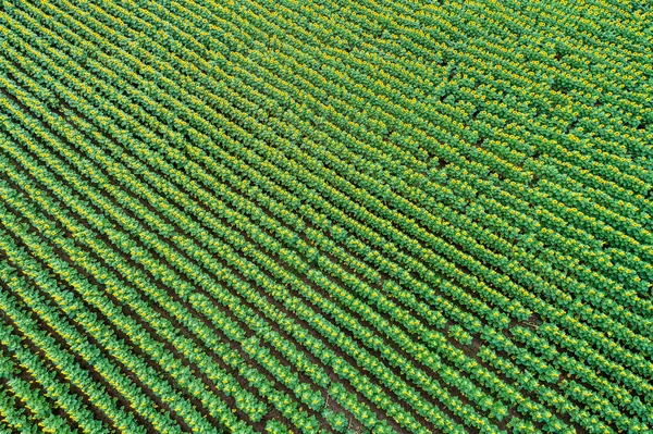 Ayçiçeği alanında güzel yaz (ayçiçeği)