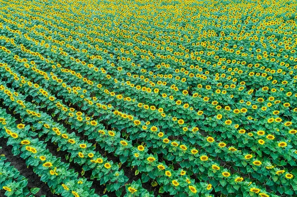 Beautiful sunflower field in  summer (sunflowers) — Stock Photo, Image