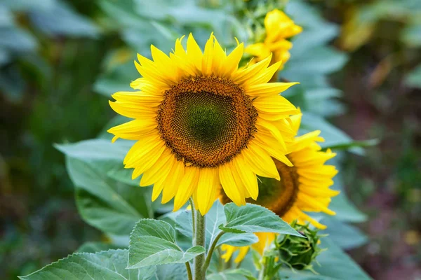 Wunderschönes Sonnenblumenfeld im Sommer (Sonnenblumen) — Stockfoto