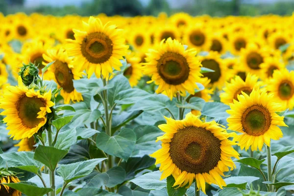 Wunderschönes Sonnenblumenfeld im Sommer (Sonnenblumen) — Stockfoto