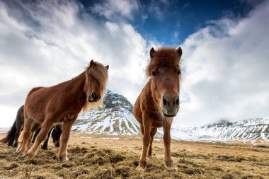 İzlanda'daki dağlarda at