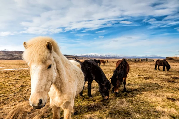 Horses in the mountains in Iceland — Stock Photo, Image