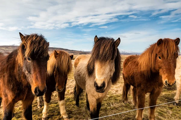 İzlanda'daki dağlarda at