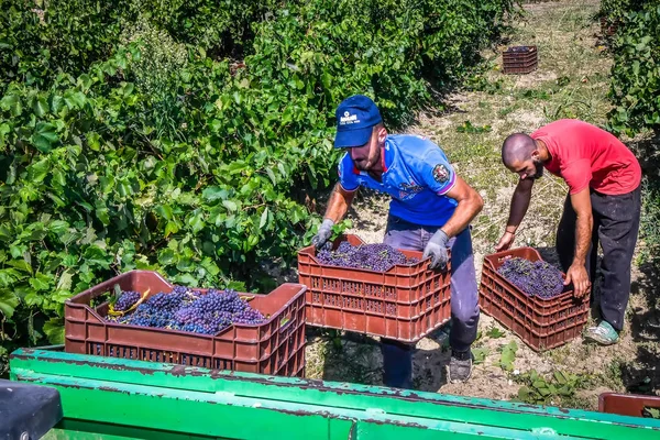 çekme hem de Yunanistan kuru kuru üzüm