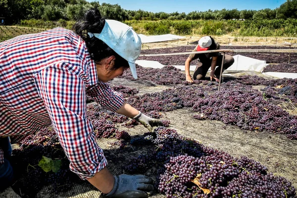 çekme hem de Yunanistan kuru kuru üzüm