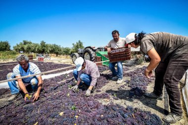 çekme hem de Yunanistan kuru kuru üzüm