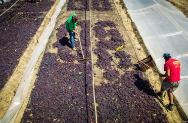 çekme hem de Yunanistan kuru kuru üzüm