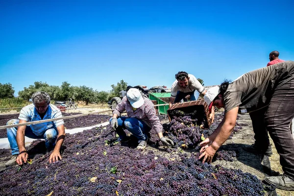 Picareta e passas secas em Grecia — Fotografia de Stock