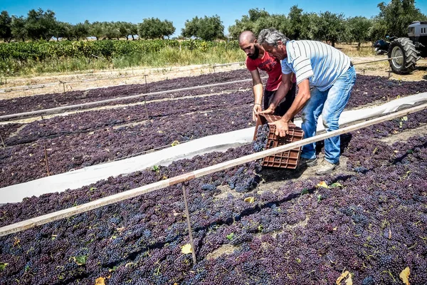 Vendanges et raisins secs en Grèce — Photo