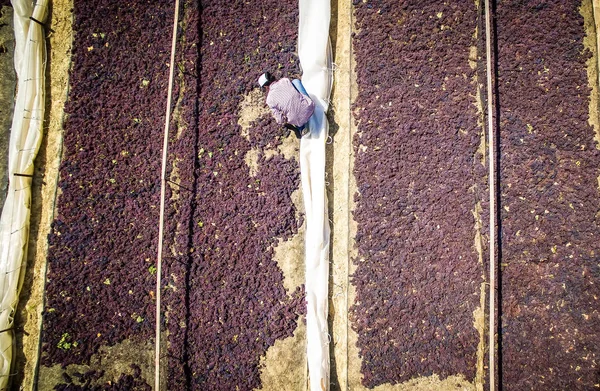 Pick and dry raisins in Greece — Stock Photo, Image