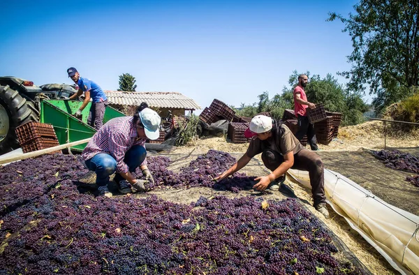 çekme hem de Yunanistan kuru kuru üzüm
