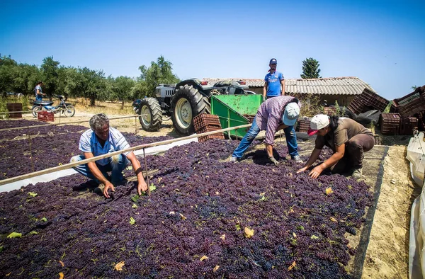 Pasas de uva y pasas secas en Grecia —  Fotos de Stock