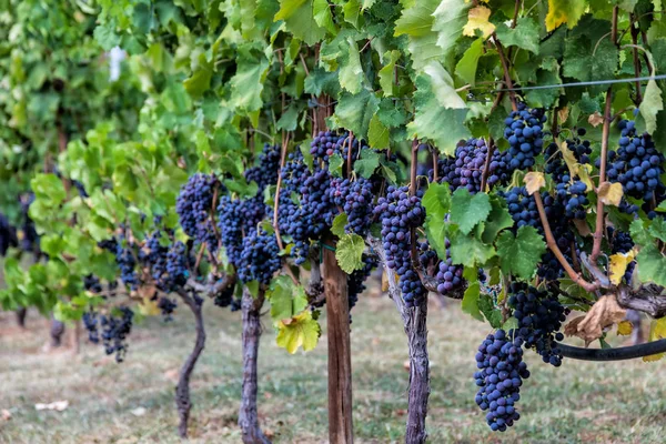 Grandes cachos de uvas de vinho tinto pendurados em uma videira. Uvas maduras — Fotografia de Stock