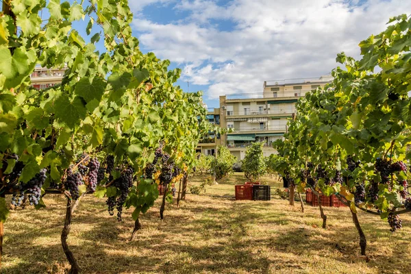 Grandes racimos de uvas de vino tinto cuelgan de una vid. Uvas maduras — Foto de Stock